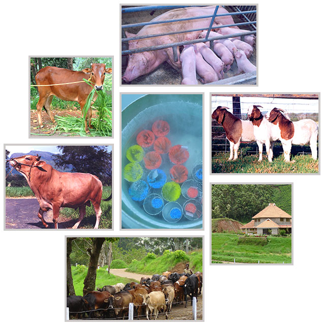 kerala livestock development board a government of kerala undertaking